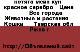 котята мейн кун, красное серебро › Цена ­ 30 - Все города Животные и растения » Кошки   . Тверская обл.,Ржев г.